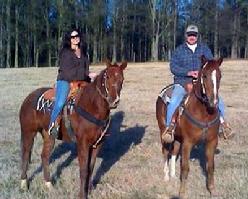 martin and martin cattle auction anderson sc